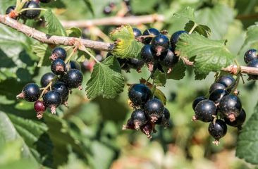 Schwarze Johannisbeersträucher 'Ribes nigrum