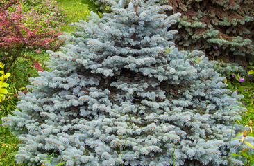 Blauw spar - Picea pungens Glauca