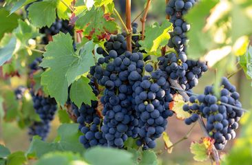 Weintraubensträucher "Vitis vinifera