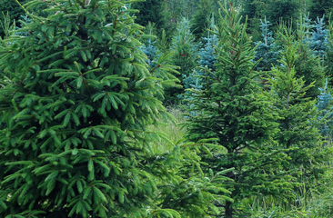 Echte kerstbomen kopen 1.75 tot 3 meter, met bezorging