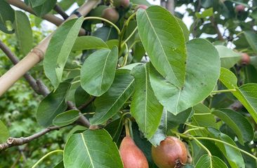 Leifruitbomen