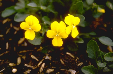 Rabattenpflanzen gelb