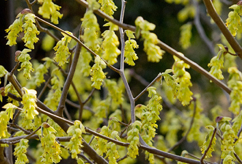 Schwarzer-Hasel 'Corylopsis