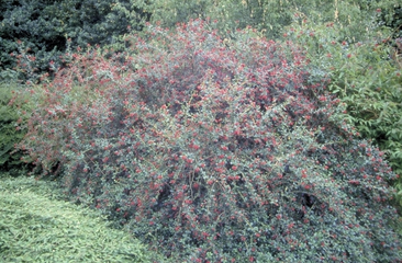 Escallonia 'Escallonia'