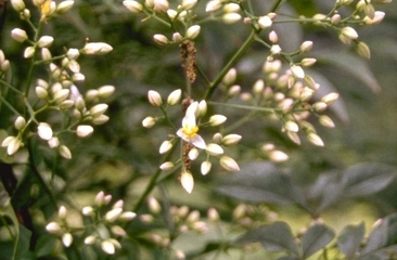 Himmlischer Bambus 'Nandina domestica