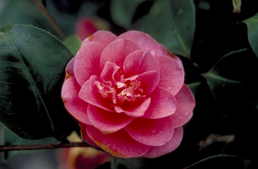 Camelia 'Camellia' informatie