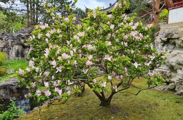 Alle Beverboom 'Magnolia'