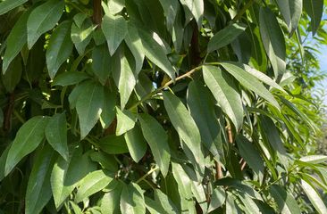 Mandelbaum 'Prunus dulcis' (Mandelbaum)