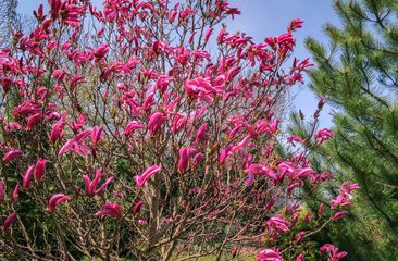 Beverboom 'Magnolia'