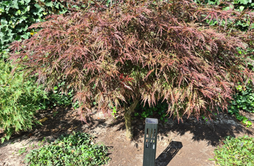 Japanse Esdoorn 'Acer palmatum'