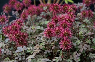 Stekelnootje 'Acaena'