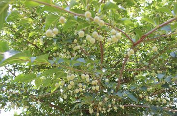 Japanischer Storaxbaum - Styrax Japonicus