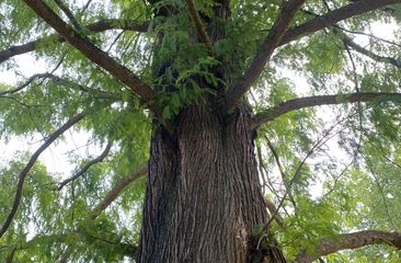 Wasserzypresse - 'Metasequoia
