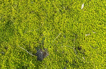 Andenkraut 'Azorella'