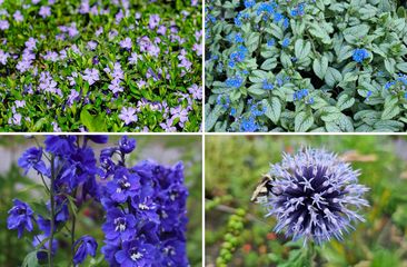 Staudenbeetes - Blumenfarbe blau