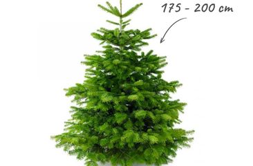 Kerstbomen aanbiedingen met bezorging