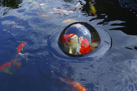 Floating+Fish+Sphere.jpg