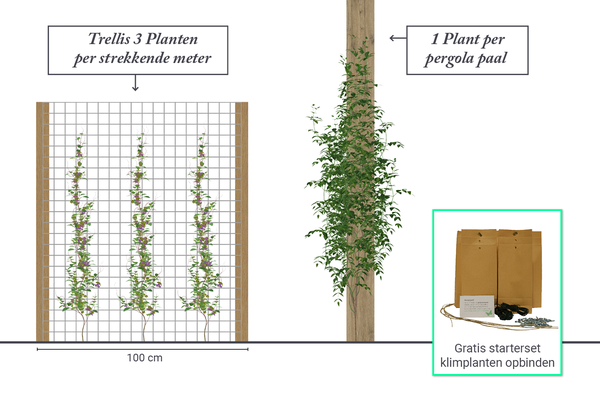 Hoeveel klimplanten per meter