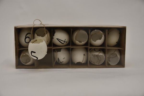 Doos Kippeneieren Met Touw En Nummers Wit - 12 Stuks