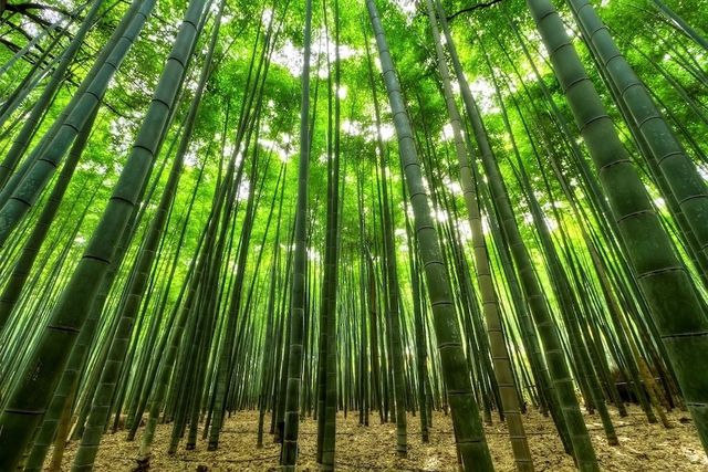 Bambus behandeln, geht das?