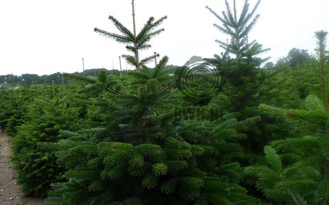 Nauwgezet les Snel Echte Kerstboom Nordmann Spar A-Kwaliteit 375 - 400 cm Gezaagd