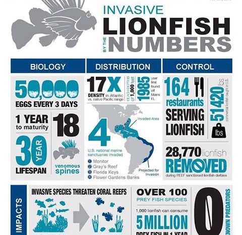 Lionfish Hunting Aruba