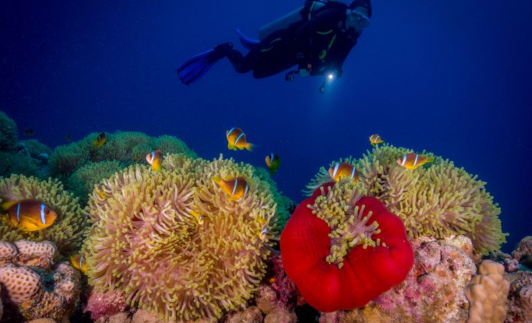 Night Dive