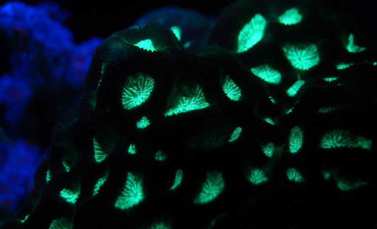 Night Dive