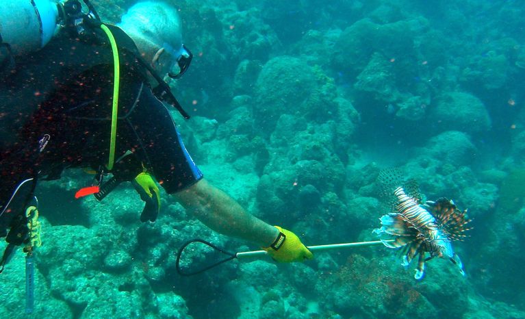 lionfish remove aruba