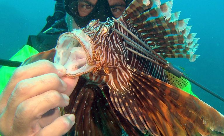 spear lionfish aruba
