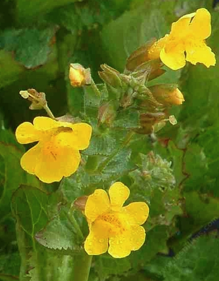 Gele maskerbloem