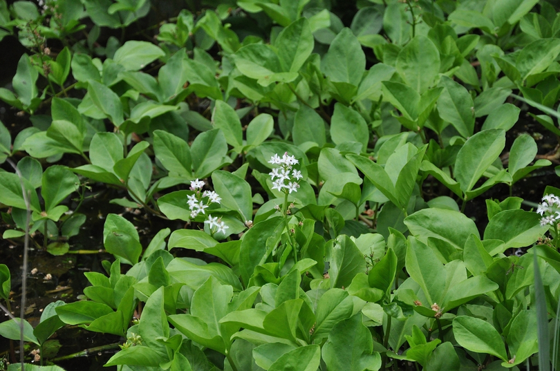 Menyanthes trifoliata