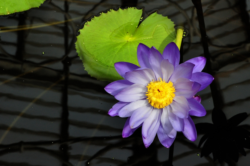 Nymphae Kew's Stowaway Blues