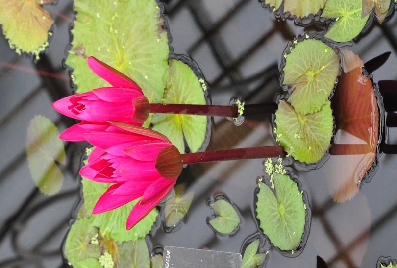 Nymphaea Antares