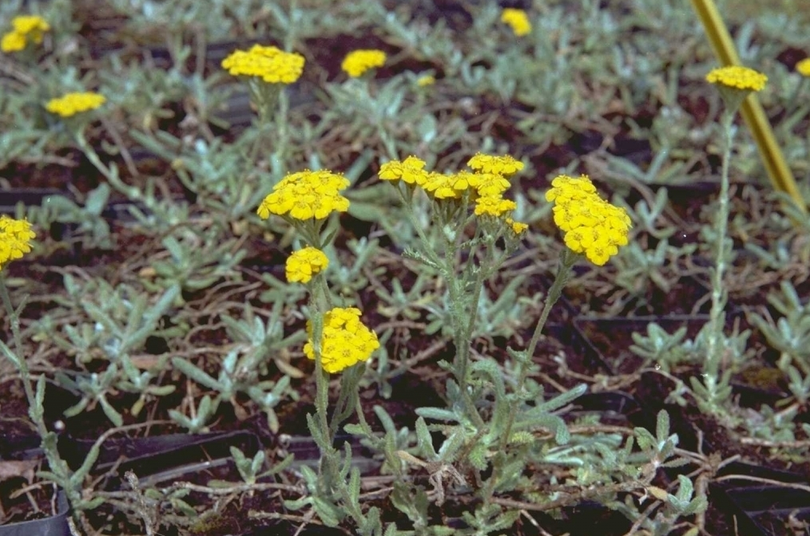 Duizendblad - Achillea tomentosa