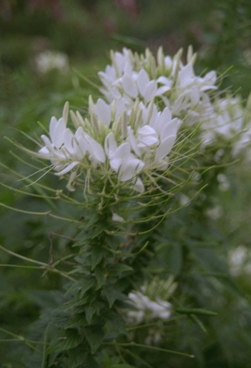 Cleome hassleriana 'Helen Campbell'