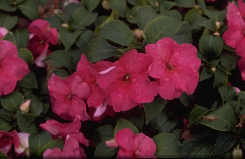 stereo horizon naakt Impatiens walleriana 'Rose' kopen? Yarinde.nl | Tuinplanten