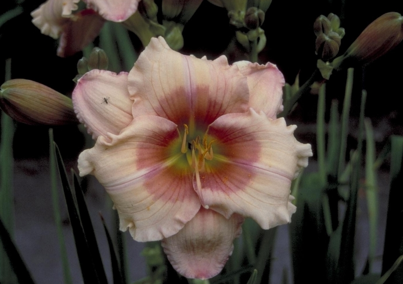 Daglelie - Hemerocallis 'Janice Brown'