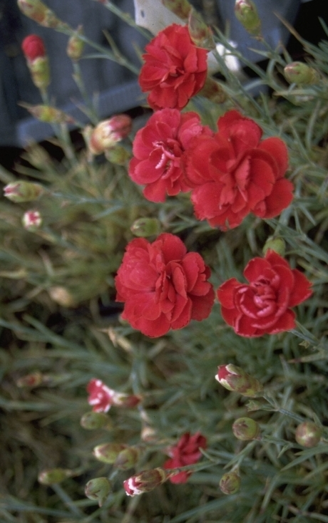 Anjer - Dianthus 'Desmond'