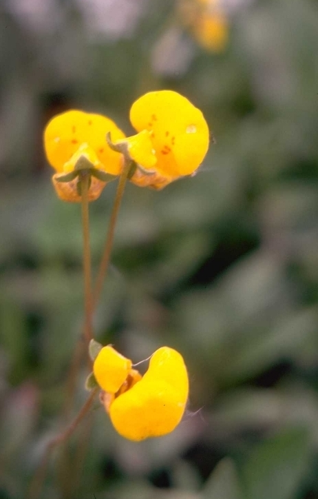 Pantoffelplant - Calceolaria polyrrhiza