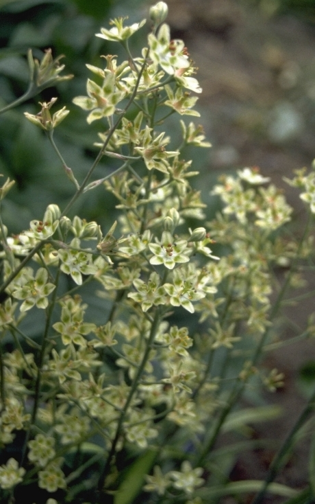 Zigadenus elegans