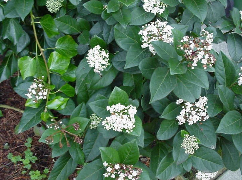 Schneeball Viburnum Tinus, immergrüner, lang blühender Strauch