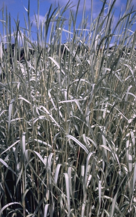 Phalaris arundinacea 'Feesey'