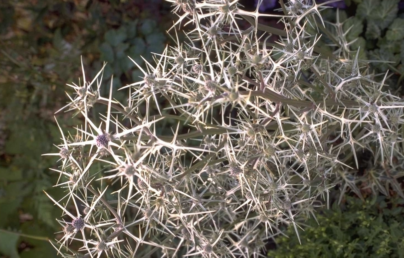 Kruisdistel - Eryngium tricuspidatum