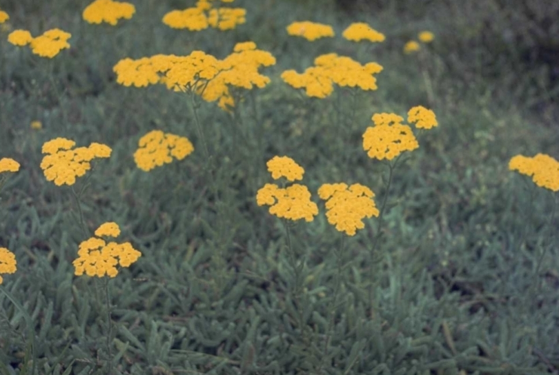 Duizendblad - Achillea tomentosa 'Grandiflora'