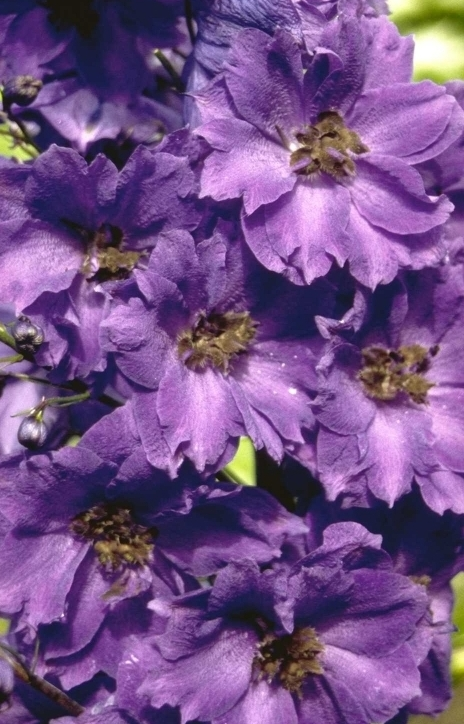 Ridderspoor - Delphinium 'Bruce'