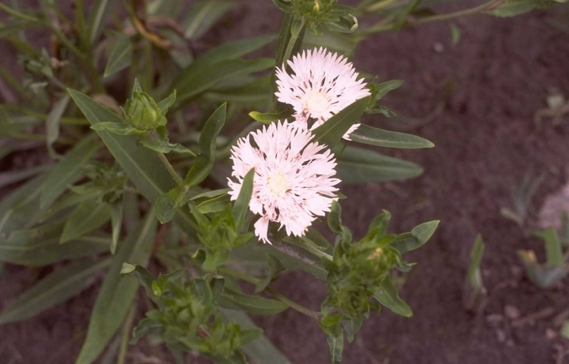 Stokesia laevis 'Alba'