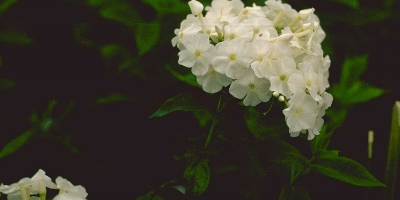 Flox - Phlox 'White Admiral'