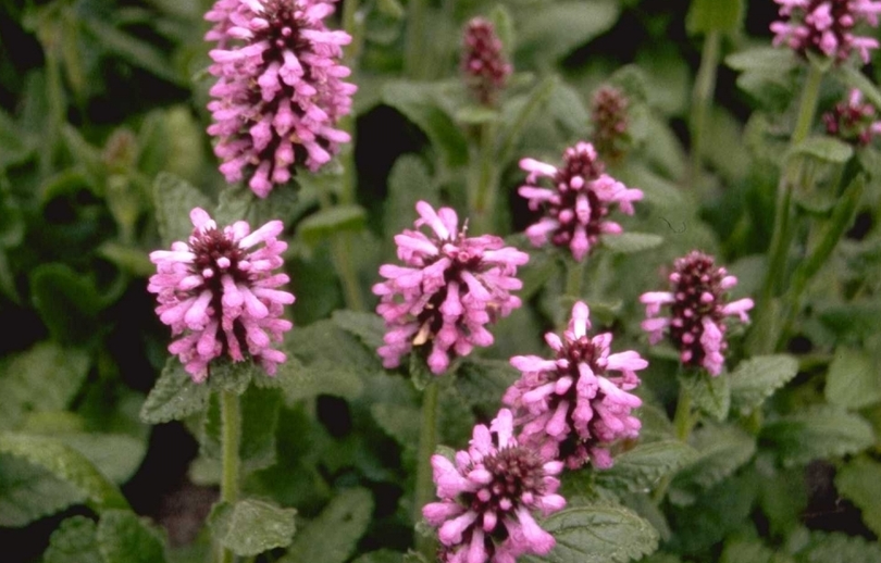 Schwarzdorn - Stachys monieri