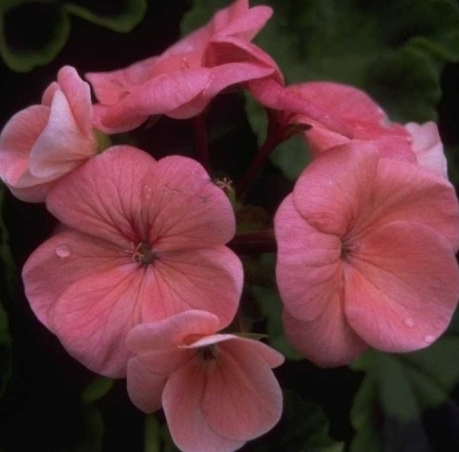 Geranium - Pelargonium Zonal Group